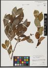 Foto von Salix hastata L.